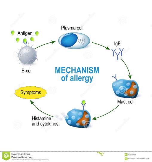 mécanisme-d-allergie-mastocytes-et-réaction-allergique-83295404